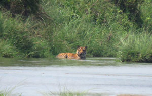 Encounter with Tigers in the Wildlife of Nepal